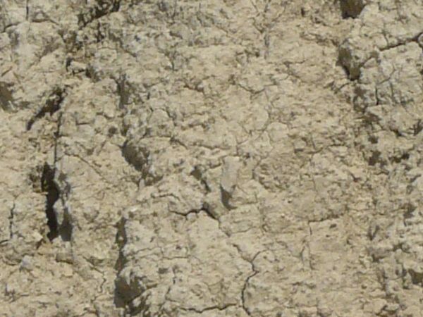 Texture of whitish-grey bumpy dirt wall with cracking from dryness and patches of brown plant roots.